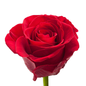 Роза Гран При